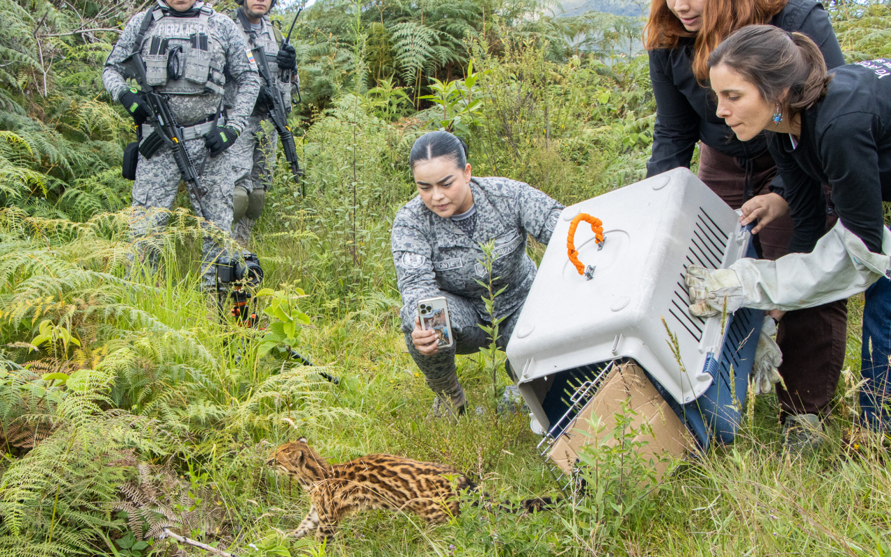 Trabajo articulado entre Fuerza Aeroespacial y Cornare permitió la liberación de un Tigrillo en Antioquia