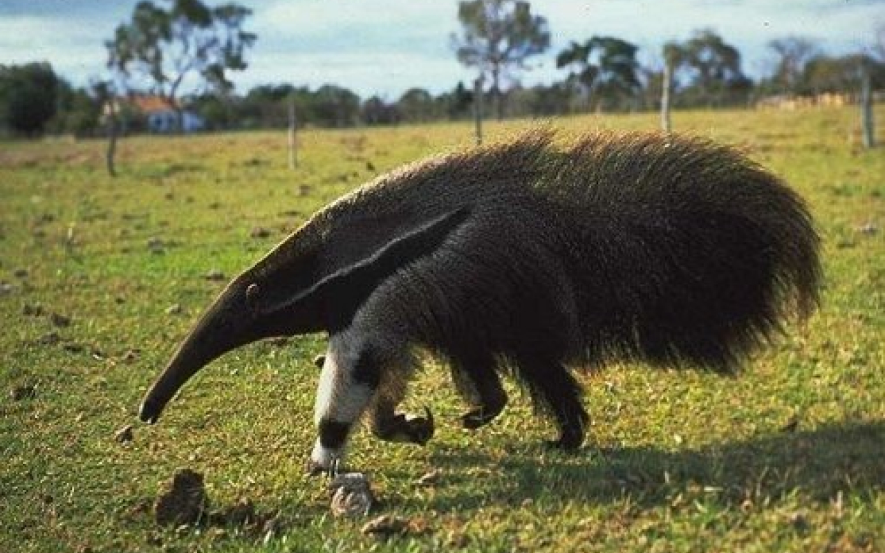 Conservando el oso palmero en la Base ‘Orgullo de los Llaneros’