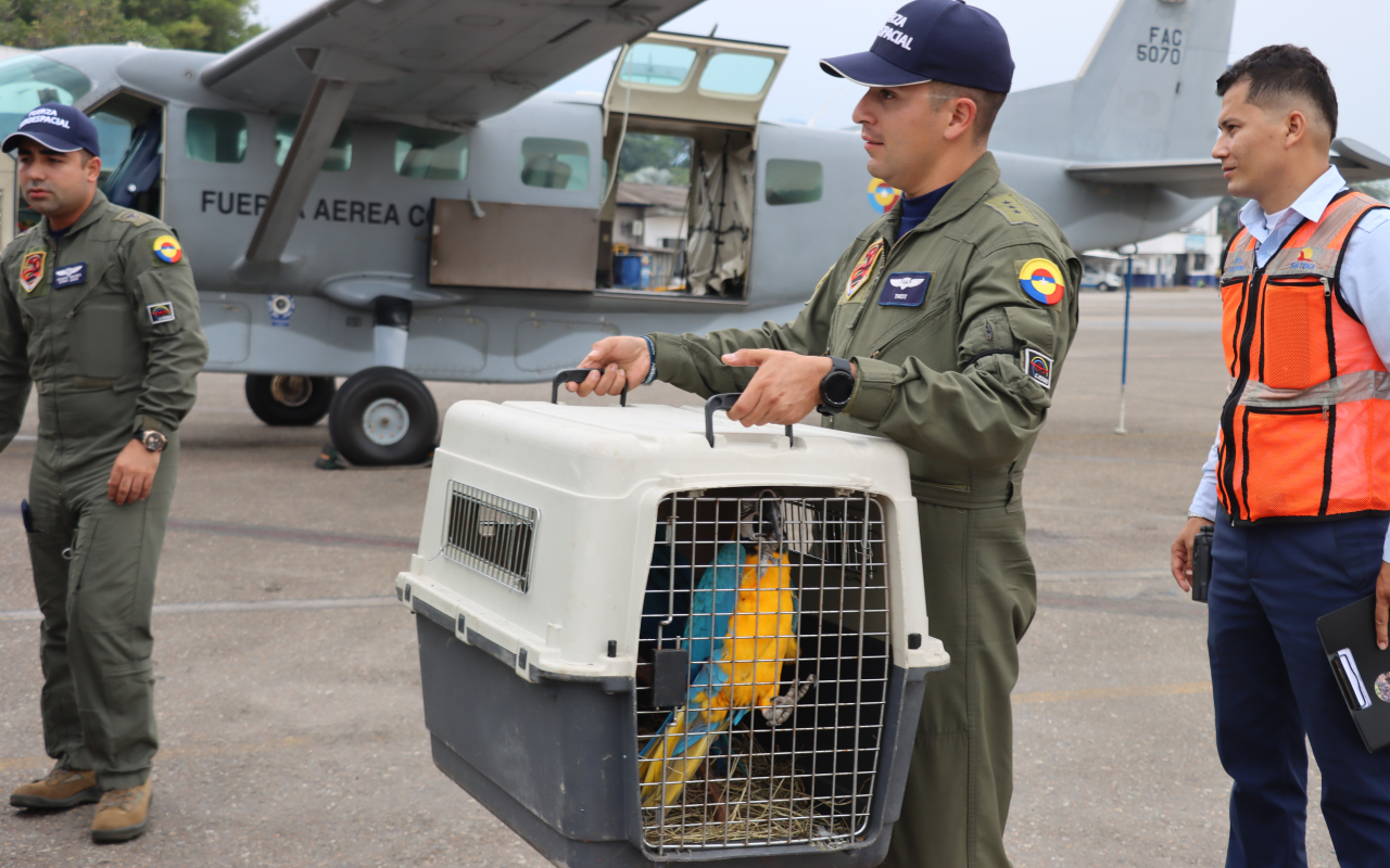  Aves víctimas de tráfico ilegal, fueron transportadas a un nuevo hogar por su Fuerza Aeroespacial Colombiana