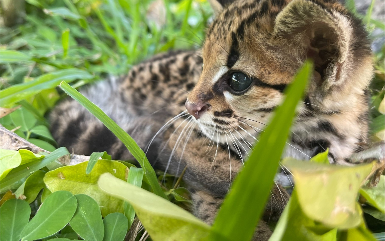 Recuperación de un felino silvestre en Solano, Caquetá por su Fuerza Aeroespacial 