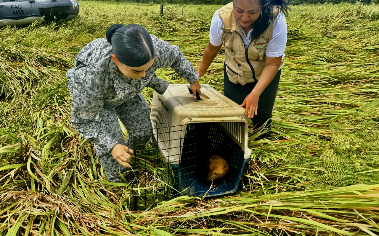 Animales silvestres regresan a su hábitat natural con el apoyo  de la Fuerza Aérea