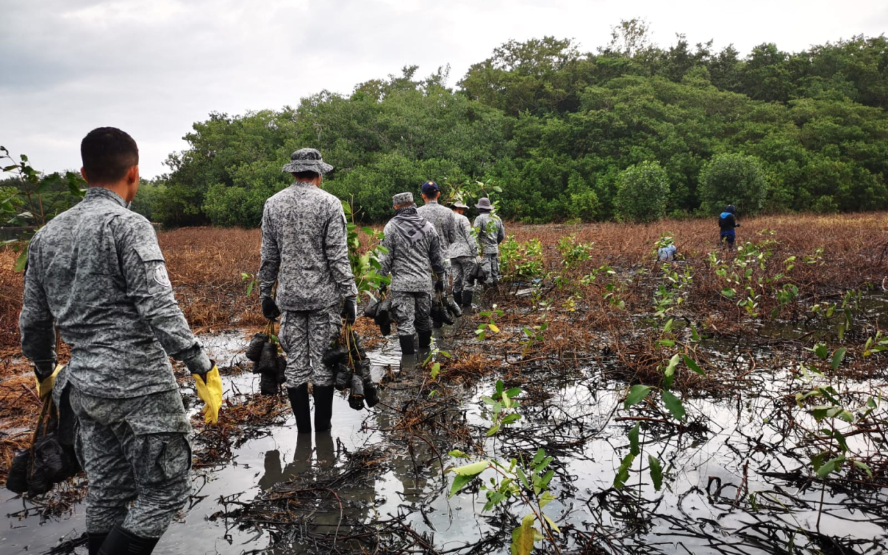 Sembrados 2.500 mangles que ayudarán a la recuperación del ecosistema en el Vía Parque Isla Salamanca