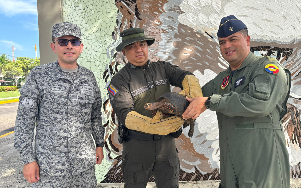 Tortuga morrocoy encontrada en Base Aérea de Malambo fue entregada a la Policía Ambiental