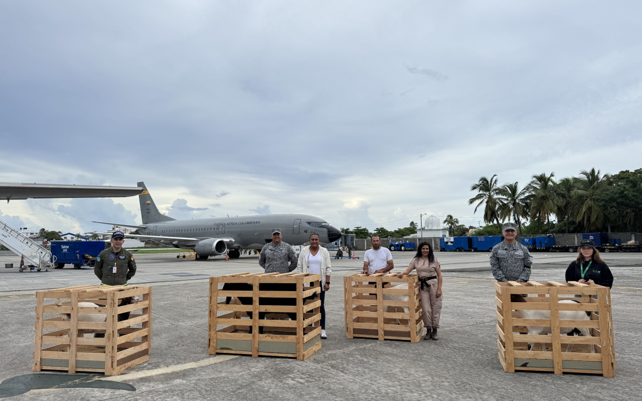 Cuatro cabras fueron trasladadas en aeronave de la FAC hasta San Andrés