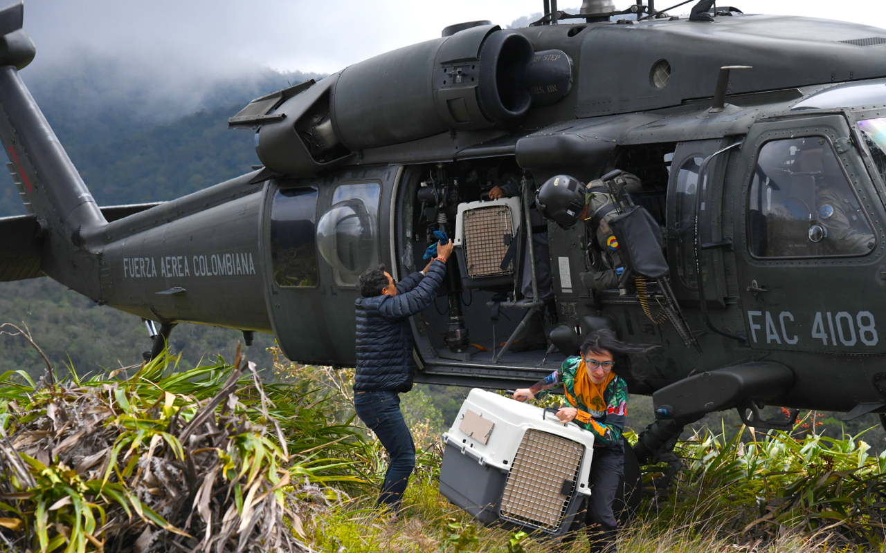 En un helicóptero UH-60 dos animales silvestres regresan a su hábitat natural