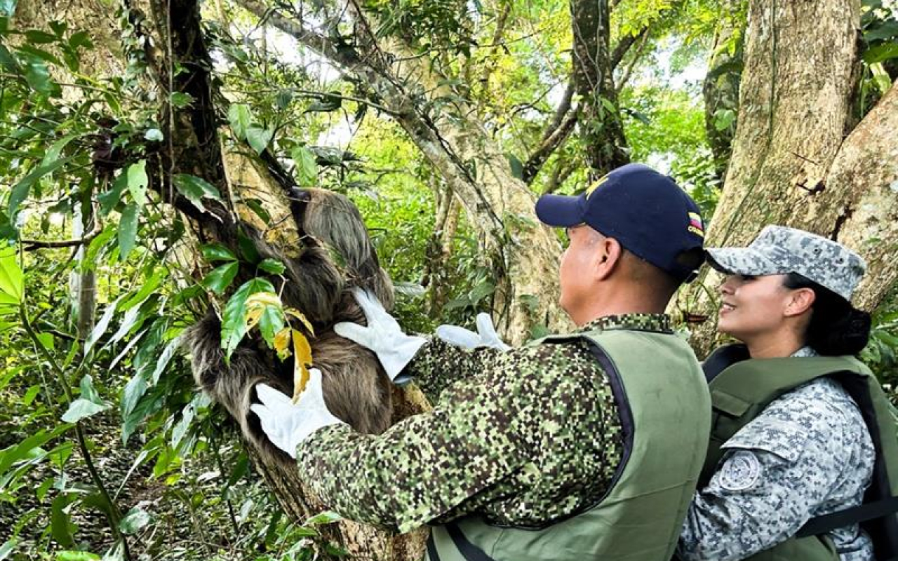 Protectores de la fauna: Exitosa reubicación de oso perezoso en Caquetá
