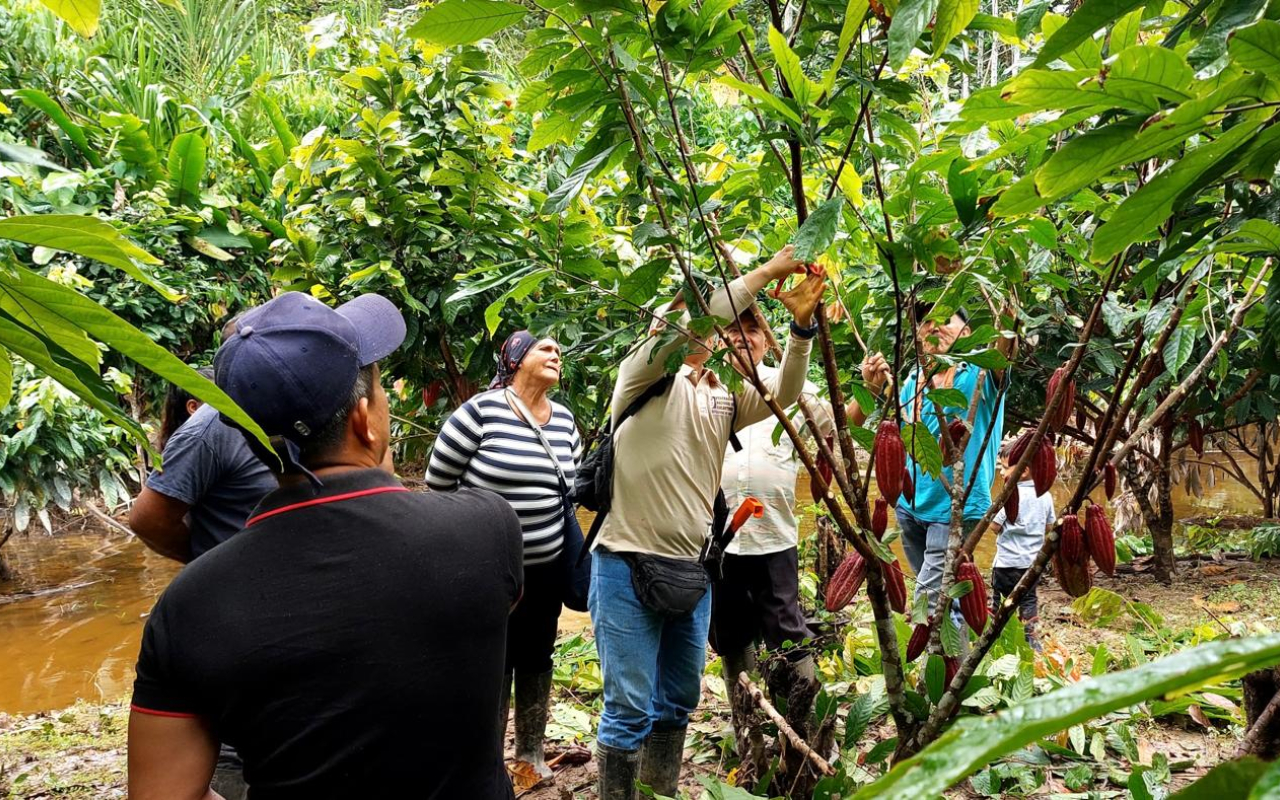 Producción de cacao: Una ruta hacia la economía legal en Caquetá