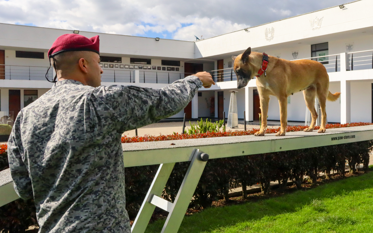 Leales y precisos binomios caninos culminan entrenamiento especializado en seguridad