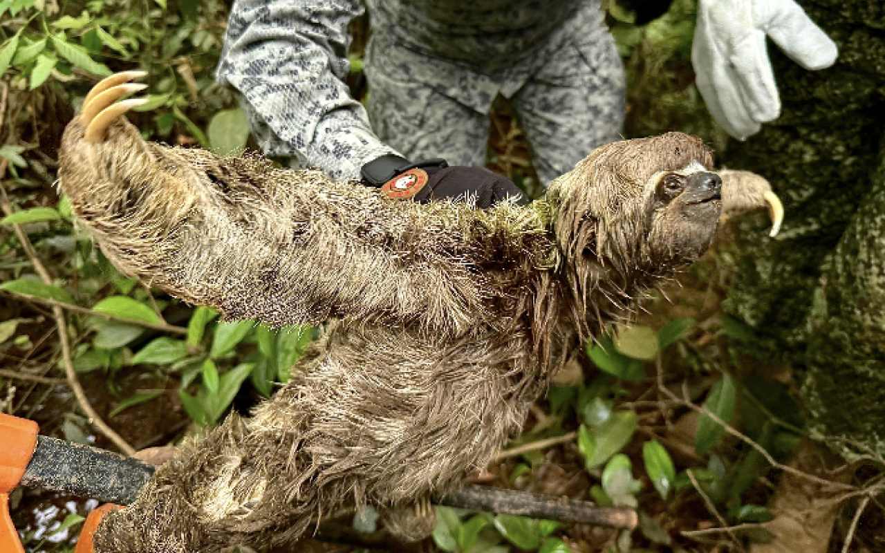 Rescate oportuno a oso perezoso llevado por la corriente del río Caquetá