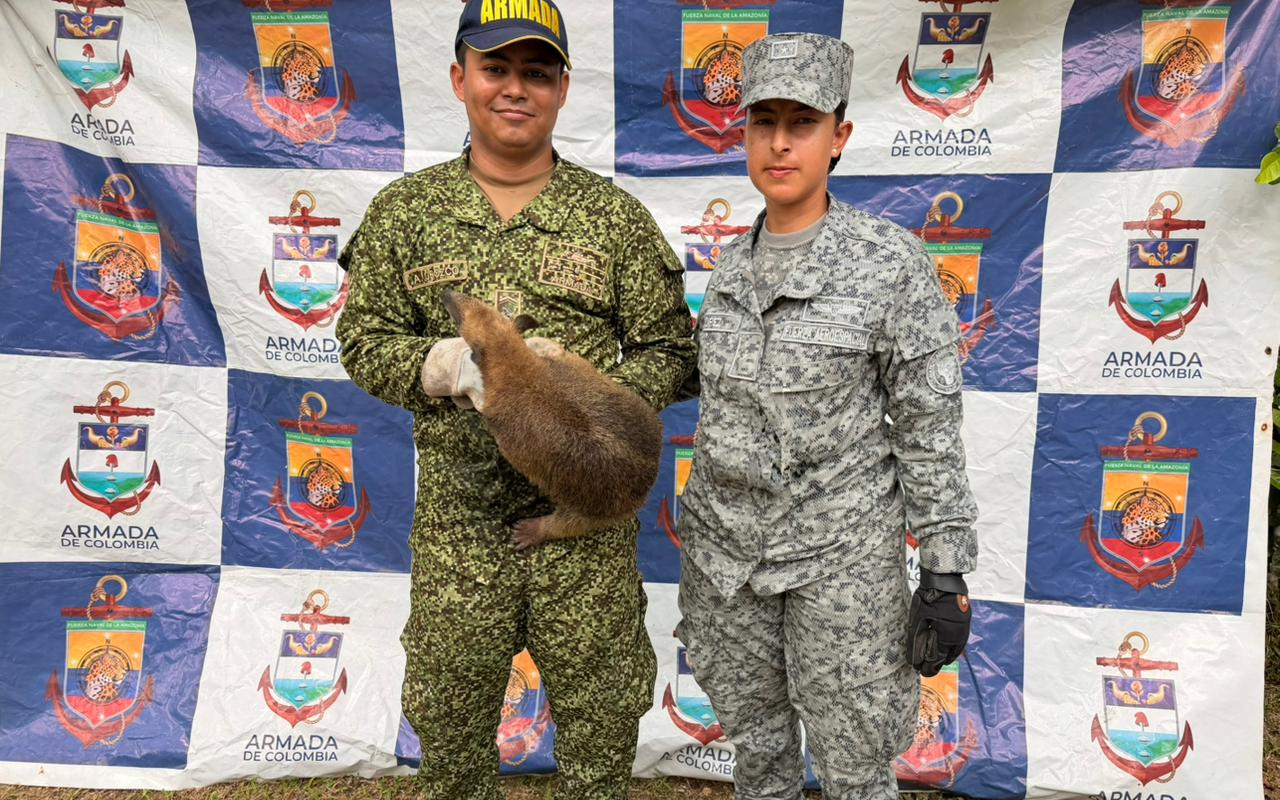 Reubicación asistida de oso hormiguero consolida responsabilidad ambiental regional en el Caquetá