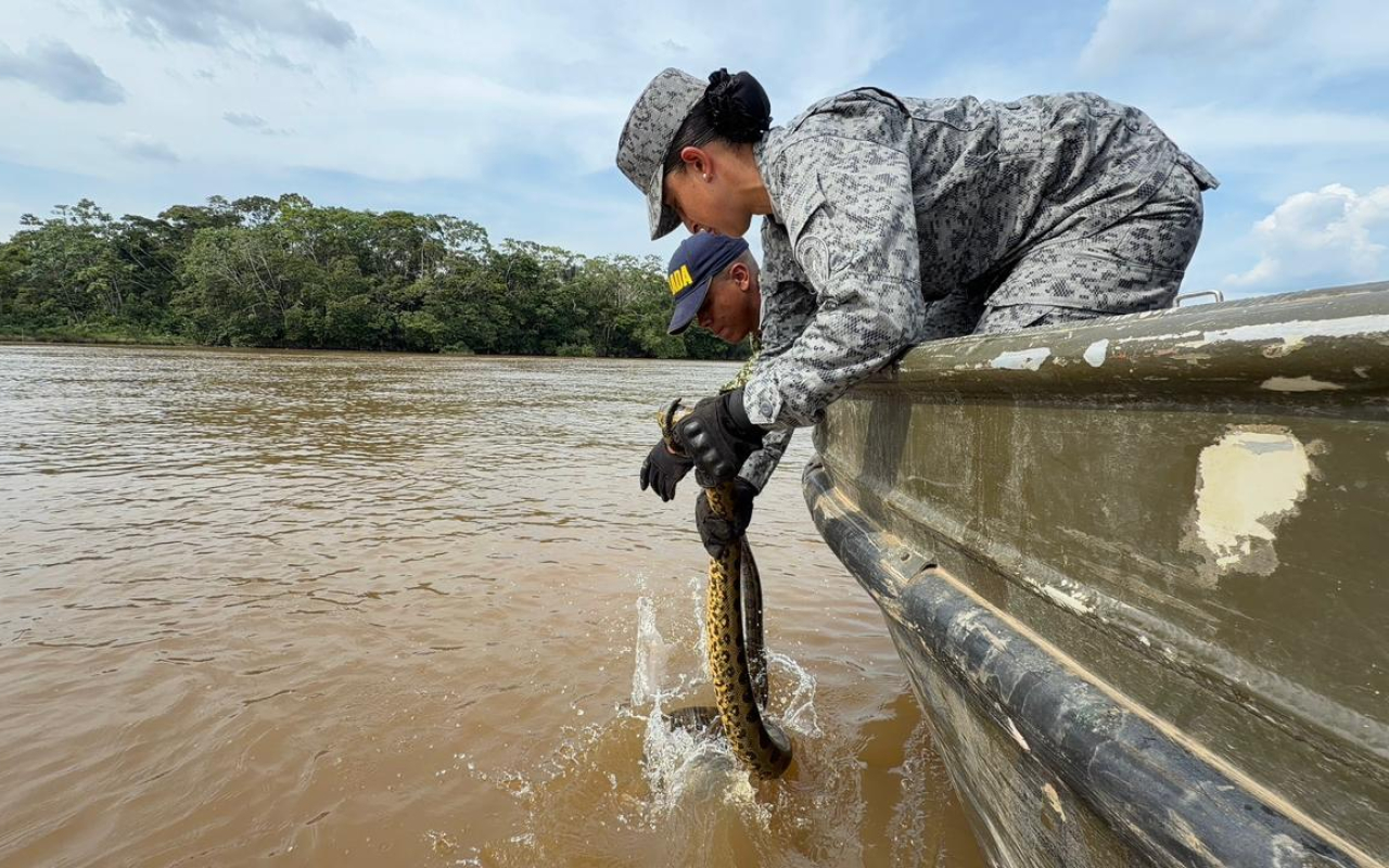 Reubicación de anaconda refuerza compromiso ambiental en el Caquetá