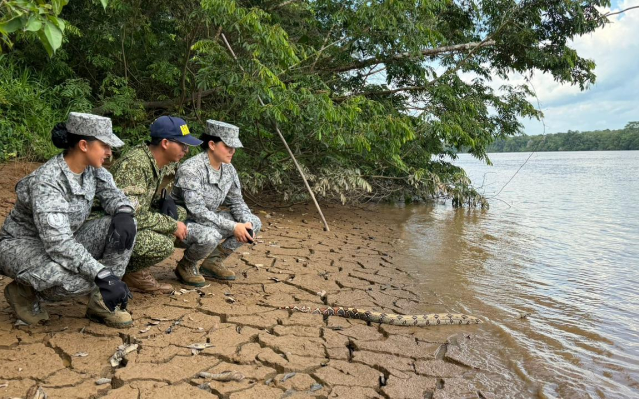 Reubicación de boa constrictor reafirma compromiso ambiental interinstitucional en el Caquetá 