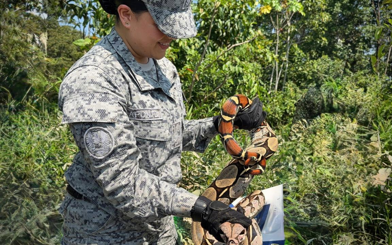 Acción conjunta facilita el control y reubicación de serpiente en el Caquetá