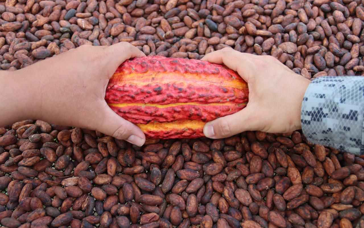 Capacitación técnica fortalece la cadena cacaotera amazónica en el suroriente del país