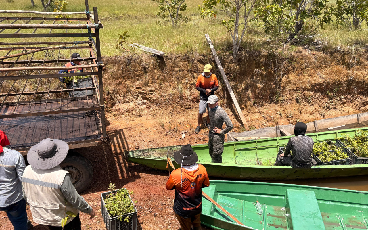 Compensación ambiental fortalece ecosistemas del Vichada con la siembra de 3.000 arboles