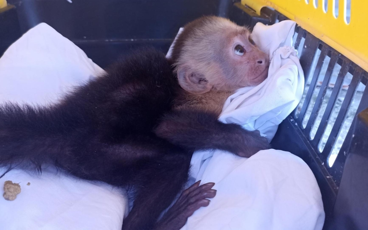 Mono capuchino fue trasladado por su Fuerza Aérea 