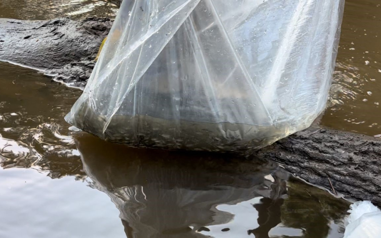 En Cundinamarca, la cuenca alta del Río Magdalena recibió un millón de alevines