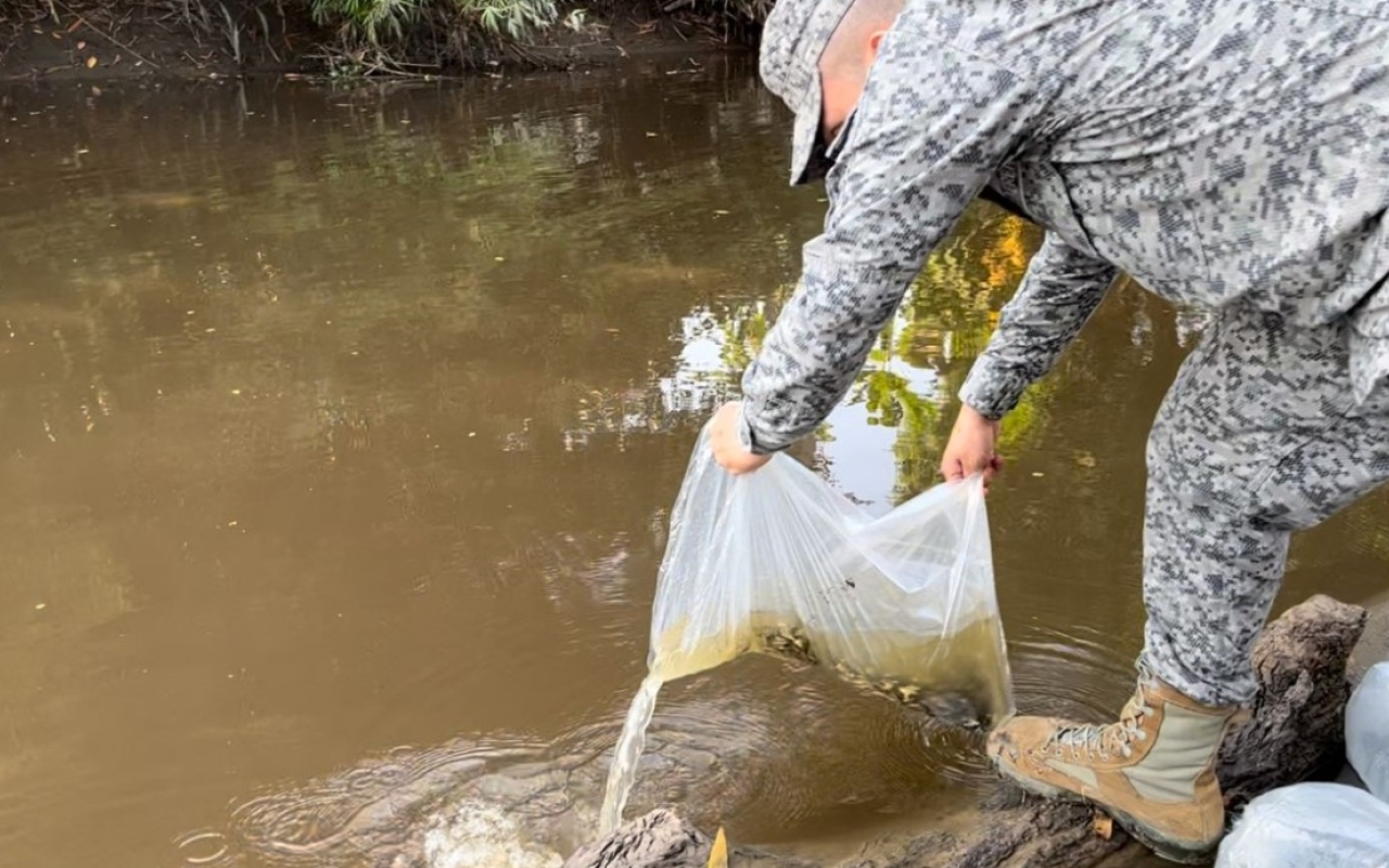 En Cundinamarca, la cuenca alta del Río Magdalena recibió un millón de alevines