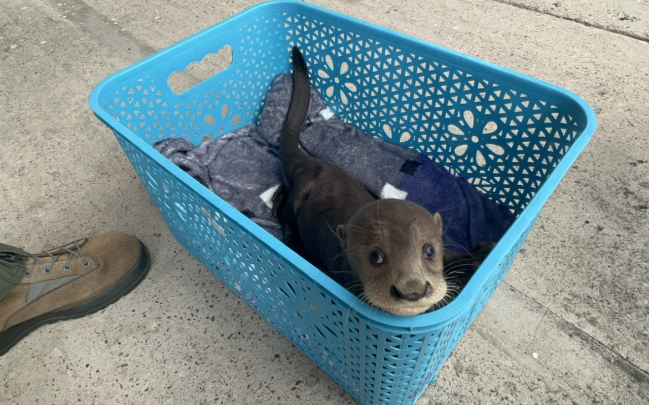 Nutria rescatada es transportada al zoológico de Cali 