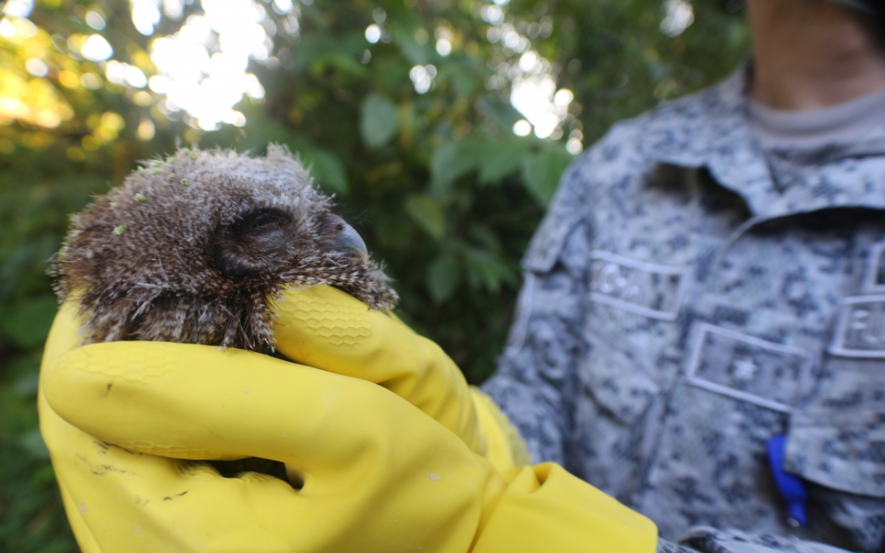 Polluelo de búho nativo fue rescatado y liberado en su habitad natural por el Comando Aéreo de Combate No.6.