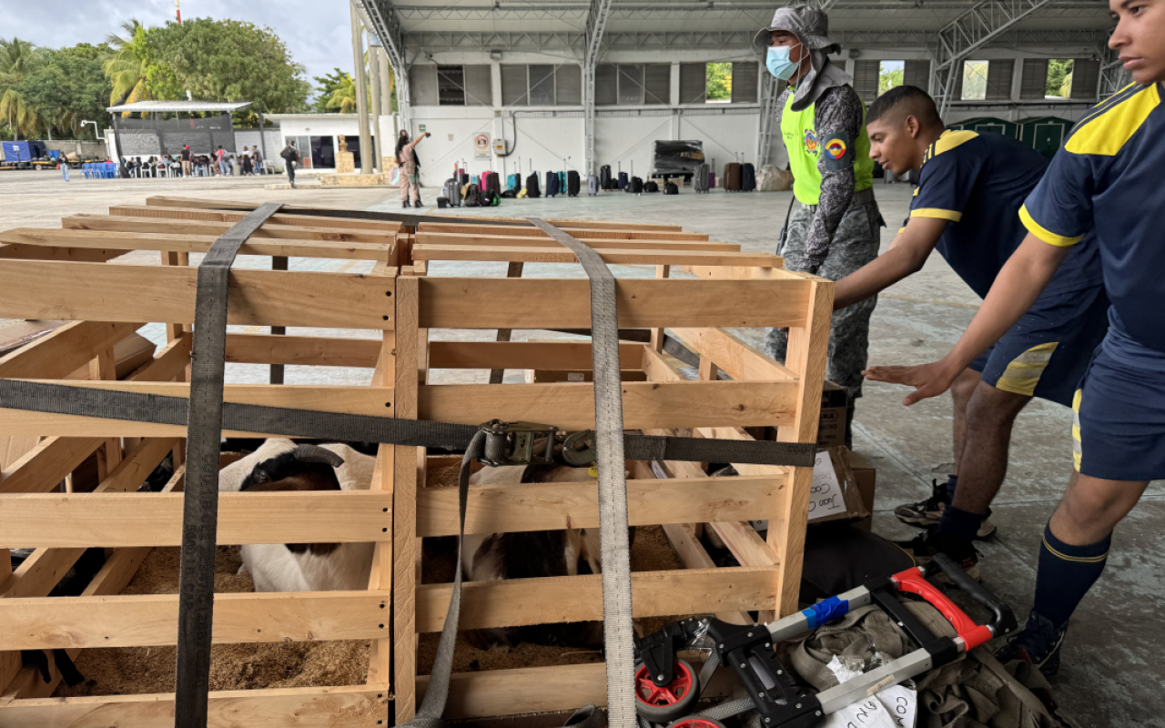 Cuatro cabras fueron trasladadas en aeronave de la FAC hasta San Andrés