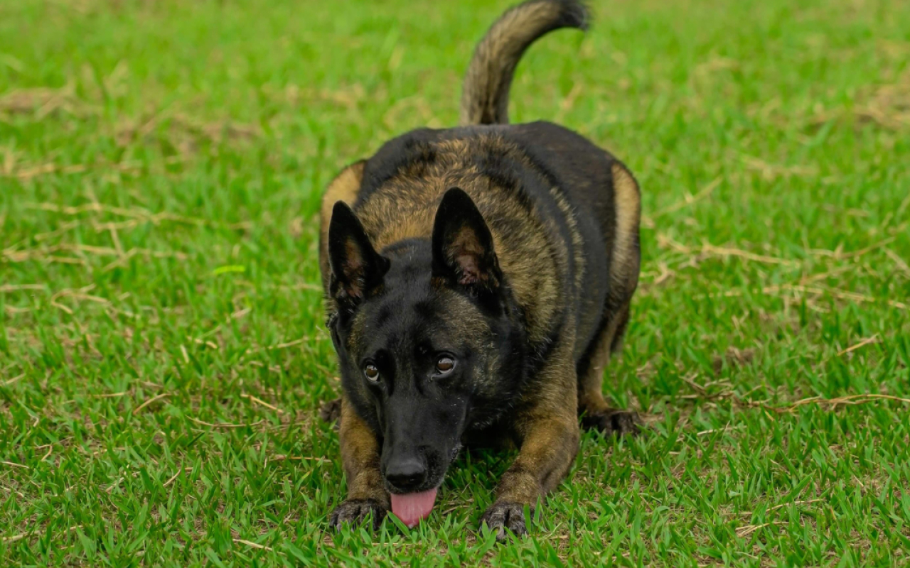 Despedida con honores a “Lola”: canino militar culmina su servicio a la nación