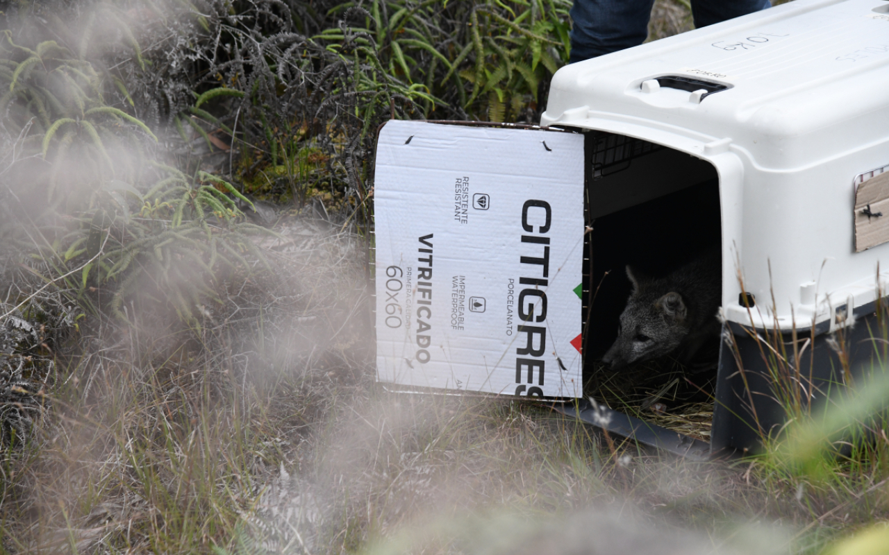En un helicóptero UH-60 dos animales silvestres regresan a su hábitat natural