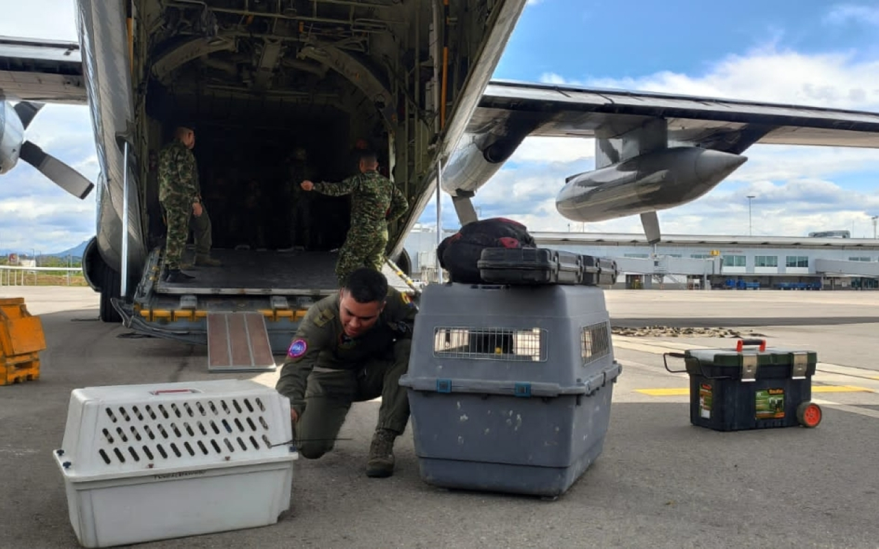 Tres especies rehabilitadas en hogar de paso son transportadas a Pereira por la Fuerza Aérea 