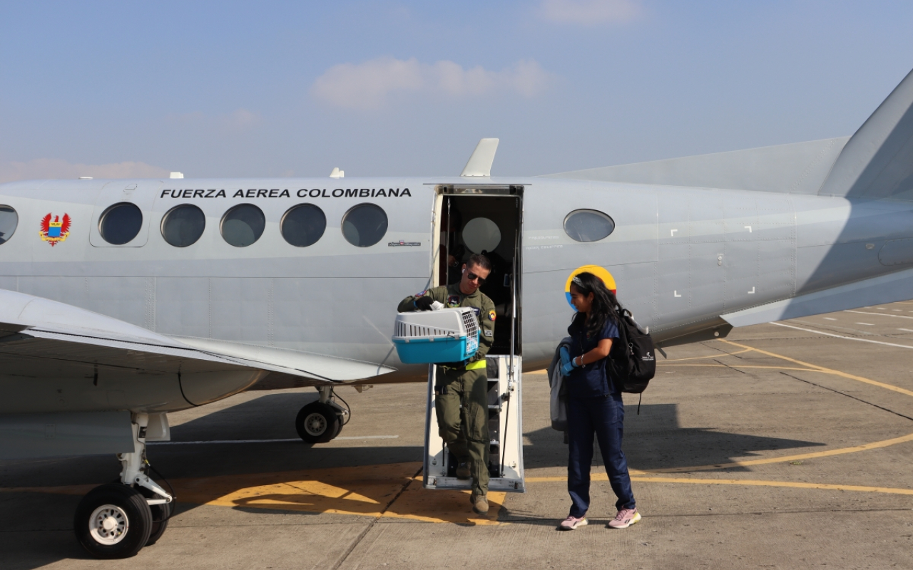 Nutria rescatada en Inírida es trasladada a Cali en aeronave de la Fuerza Aeroespacial  