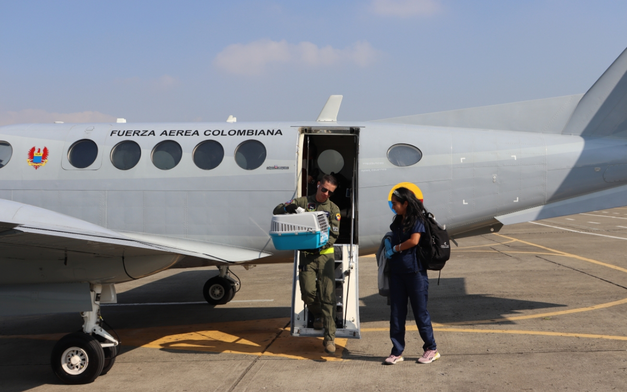Nutria rescatada en Inírida es trasladada a Cali en aeronave de la Fuerza Aeroespacial Nutria rescatada en Inírida es trasladada a Cali en aeronave de la Fuerza Aeroespacial