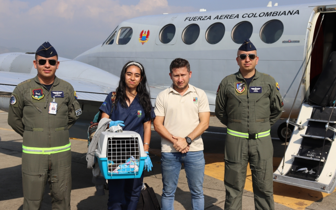 Nutria rescatada en Inírida es trasladada a Cali en aeronave de la Fuerza Aeroespacial  