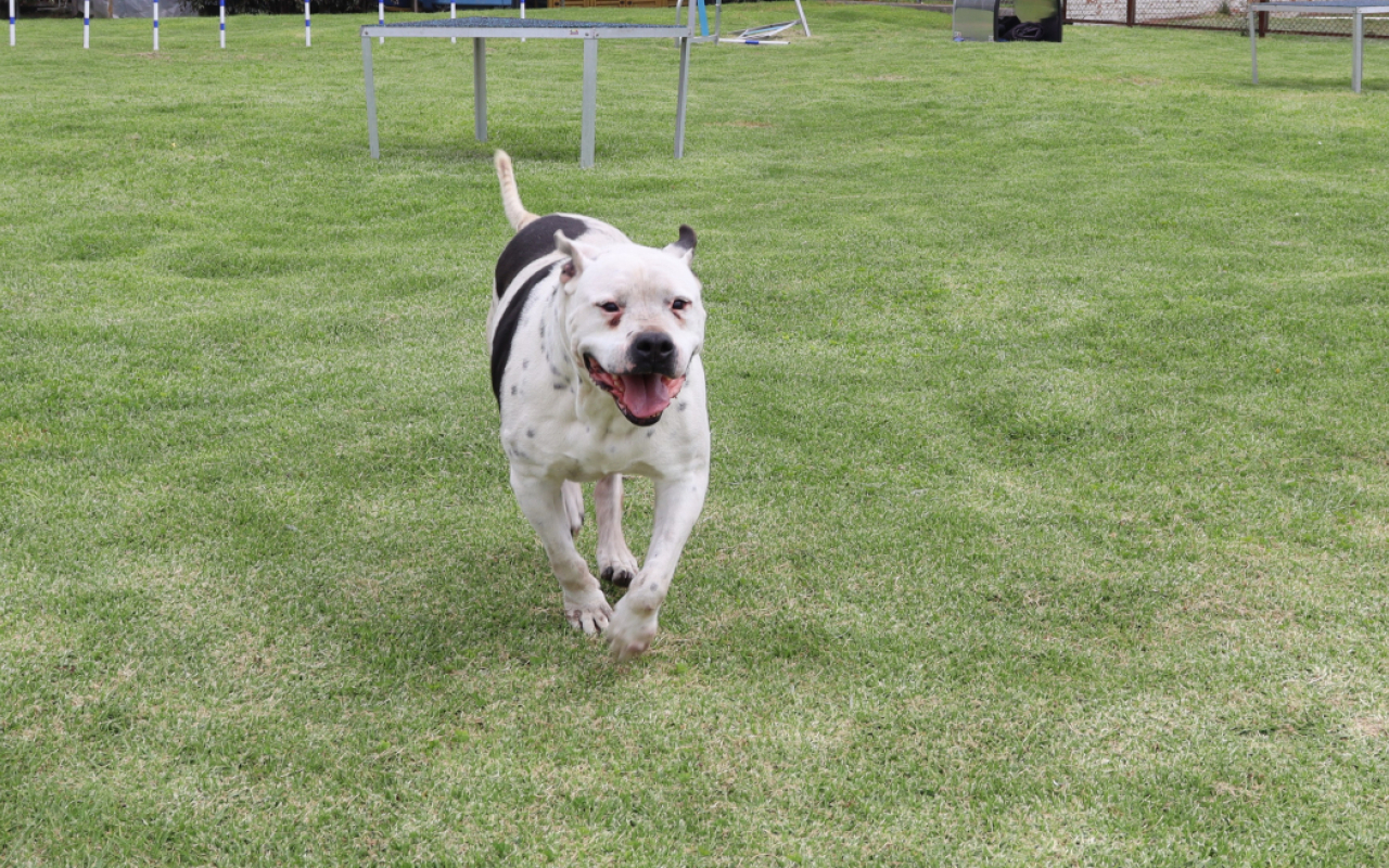 Una vez culminan su servicio en la Fuerza Aérea Colombiana, los perros militares se dan en adopción para que disfruten en un nuevo hogar el calor y cuidado de una familia que desee tenerlos y brindar una oportunidad a los caninos que han entregado su vida al servicio de la nación.