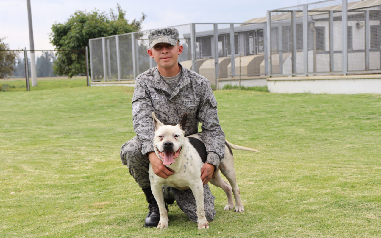 Una vez culminan su servicio en la Fuerza Aérea Colombiana, los perros militares se dan en adopción para que disfruten en un nuevo hogar el calor y cuidado de una familia que desee tenerlos y brindar una oportunidad a los caninos que han entregado su vida al servicio de la nación.