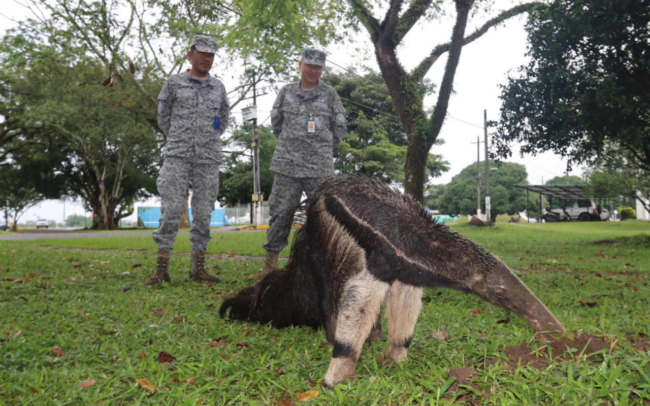 Preservando el Oso Palmero en la Base Aérea de Apiay: ejemplar fue hallado herido     