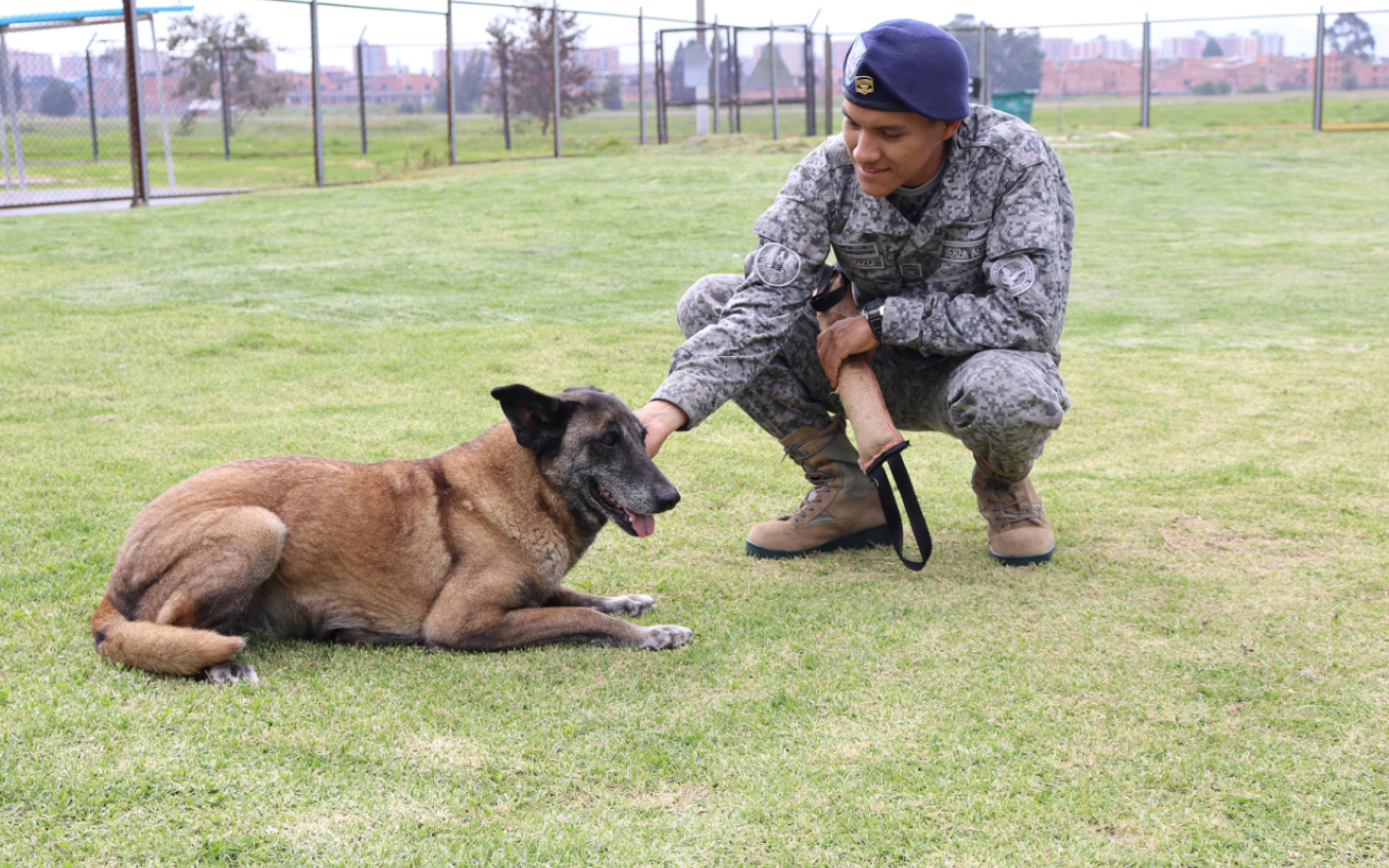 Una vez culminan su servicio en la Fuerza Aérea Colombiana, los perros militares se dan en adopción para que disfruten en un nuevo hogar el calor y cuidado de una familia que desee tenerlos y brindar una oportunidad a los caninos que han entregado su vida al servicio de la nación.