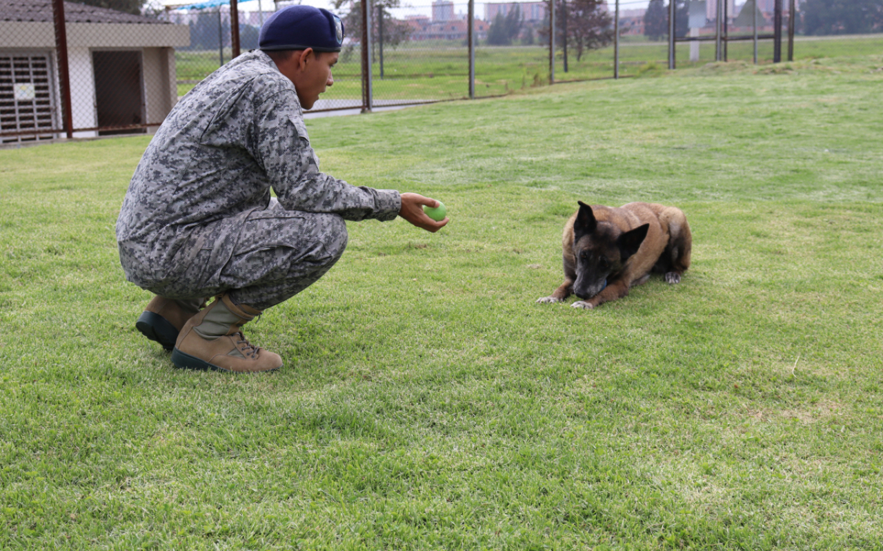 Una vez culminan su servicio en la Fuerza Aérea Colombiana, los perros militares se dan en adopción para que disfruten en un nuevo hogar el calor y cuidado de una familia que desee tenerlos y brindar una oportunidad a los caninos que han entregado su vida al servicio de la nación.