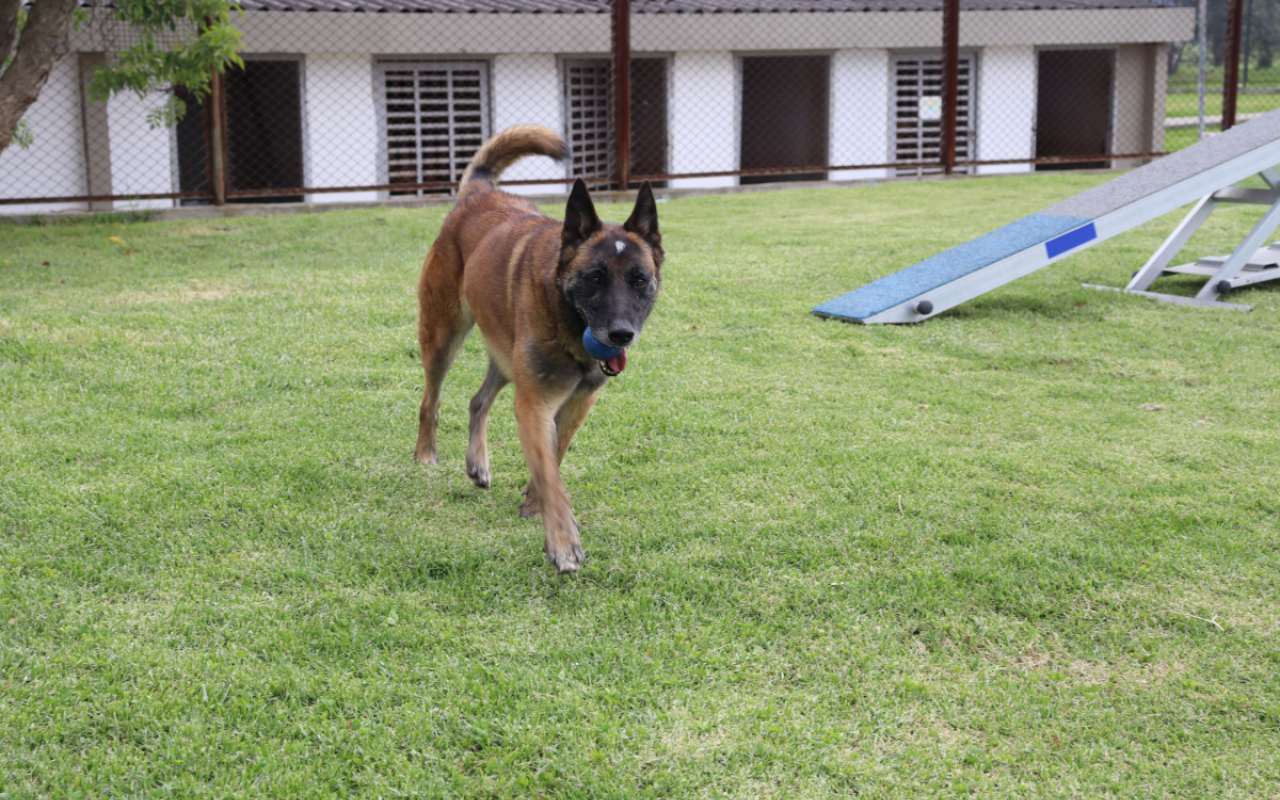 Una vez culminan su servicio en la Fuerza Aérea Colombiana, los perros militares se dan en adopción para que disfruten en un nuevo hogar el calor y cuidado de una familia que desee tenerlos y brindar una oportunidad a los caninos que han entregado su vida al servicio de la nación.