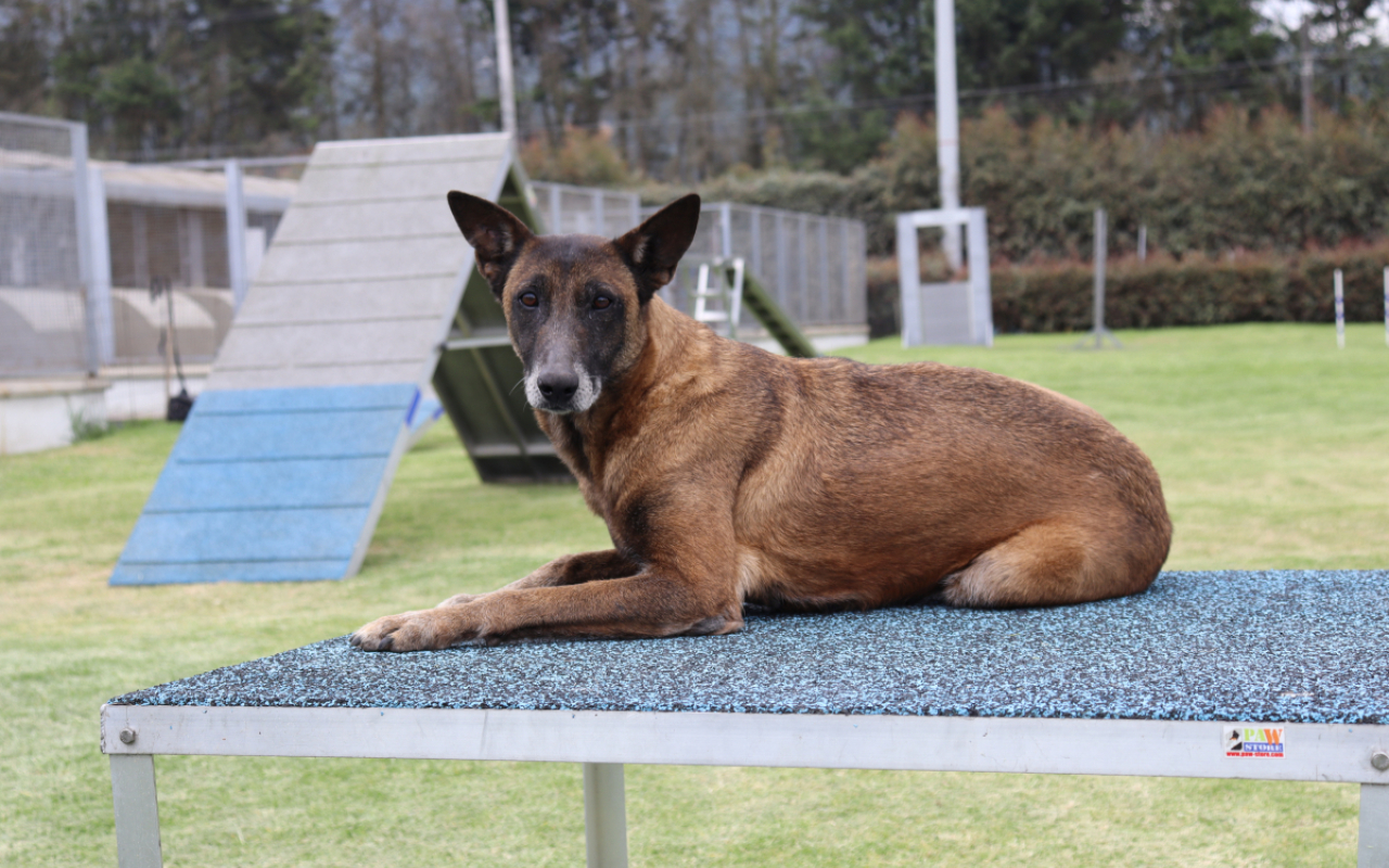 Una vez culminan su servicio en la Fuerza Aérea Colombiana, los perros militares se dan en adopción para que disfruten en un nuevo hogar el calor y cuidado de una familia que desee tenerlos y brindar una oportunidad a los caninos que han entregado su vida al servicio de la nación.