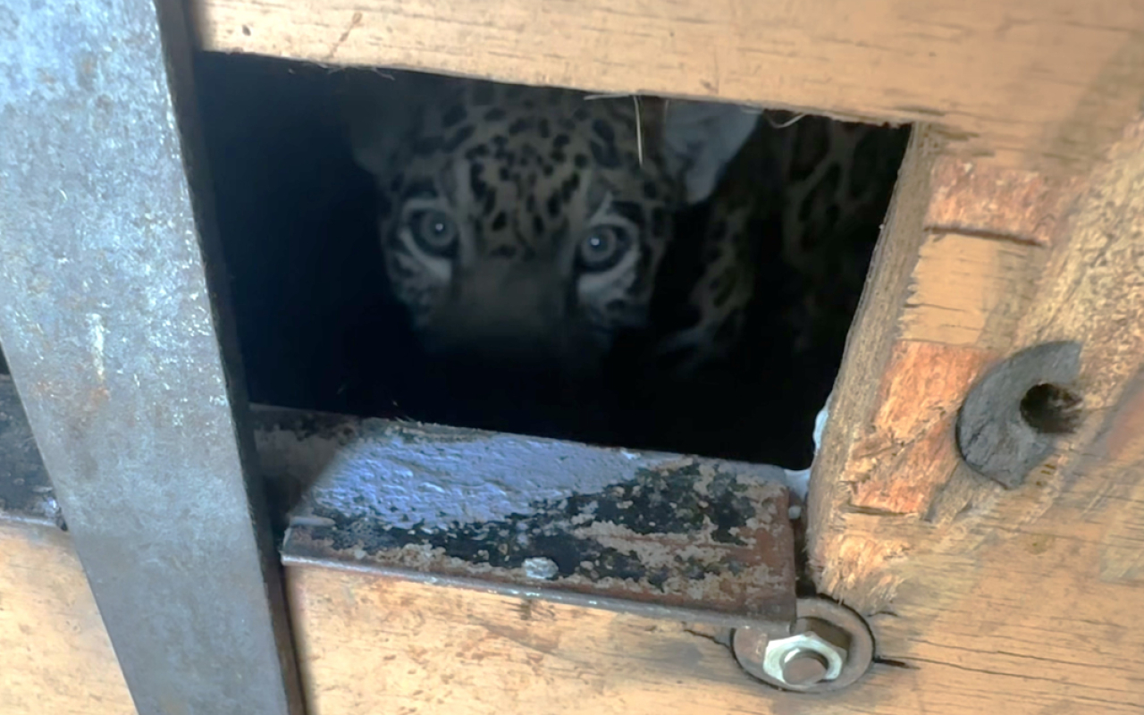 Jaguar de nueve años fue transportado a su nuevo hogar por la Fuerza Aérea Colombiana