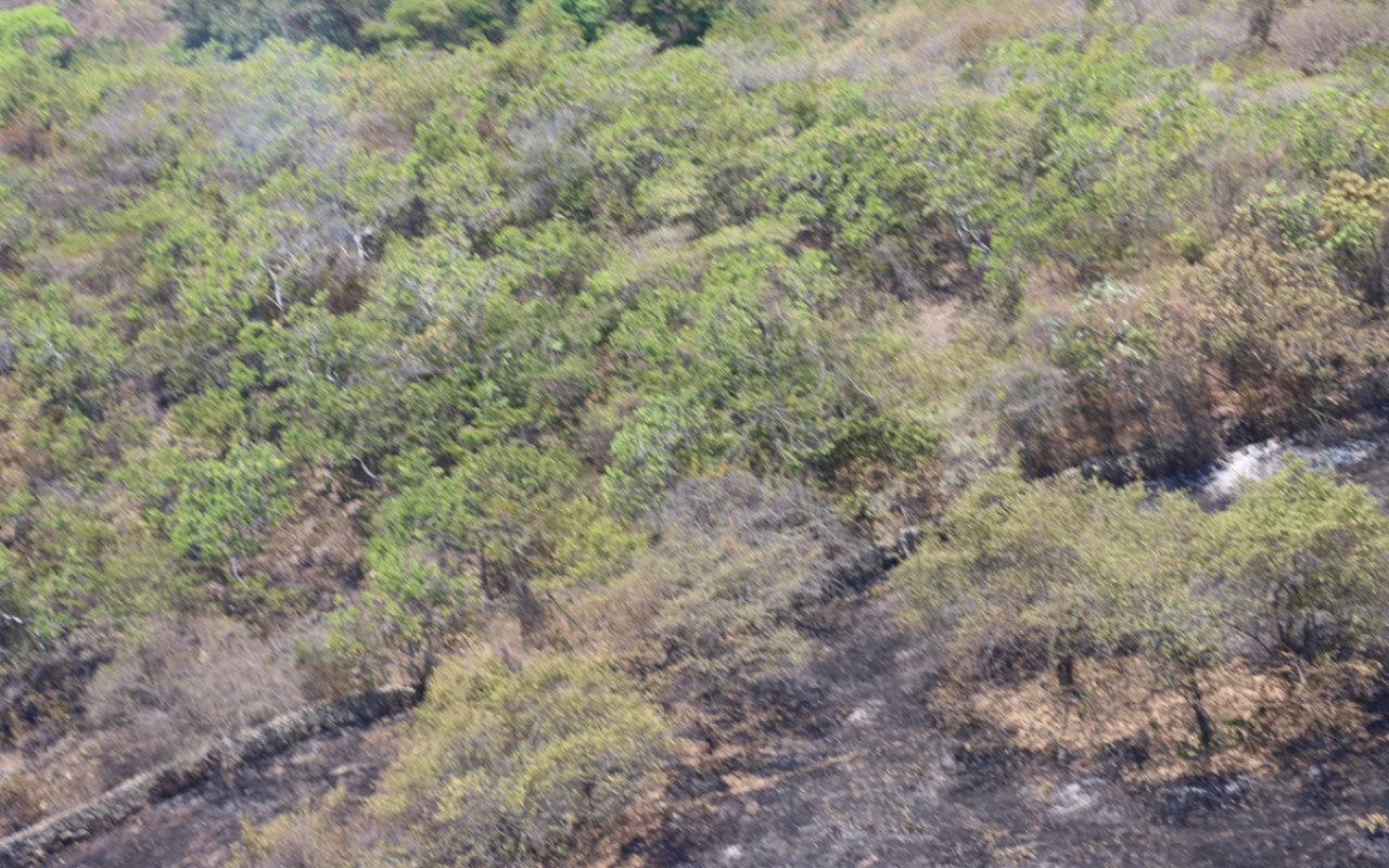 Continúan los esfuerzos para extinguir incendio de gran magnitud en Yaguará, Huila 