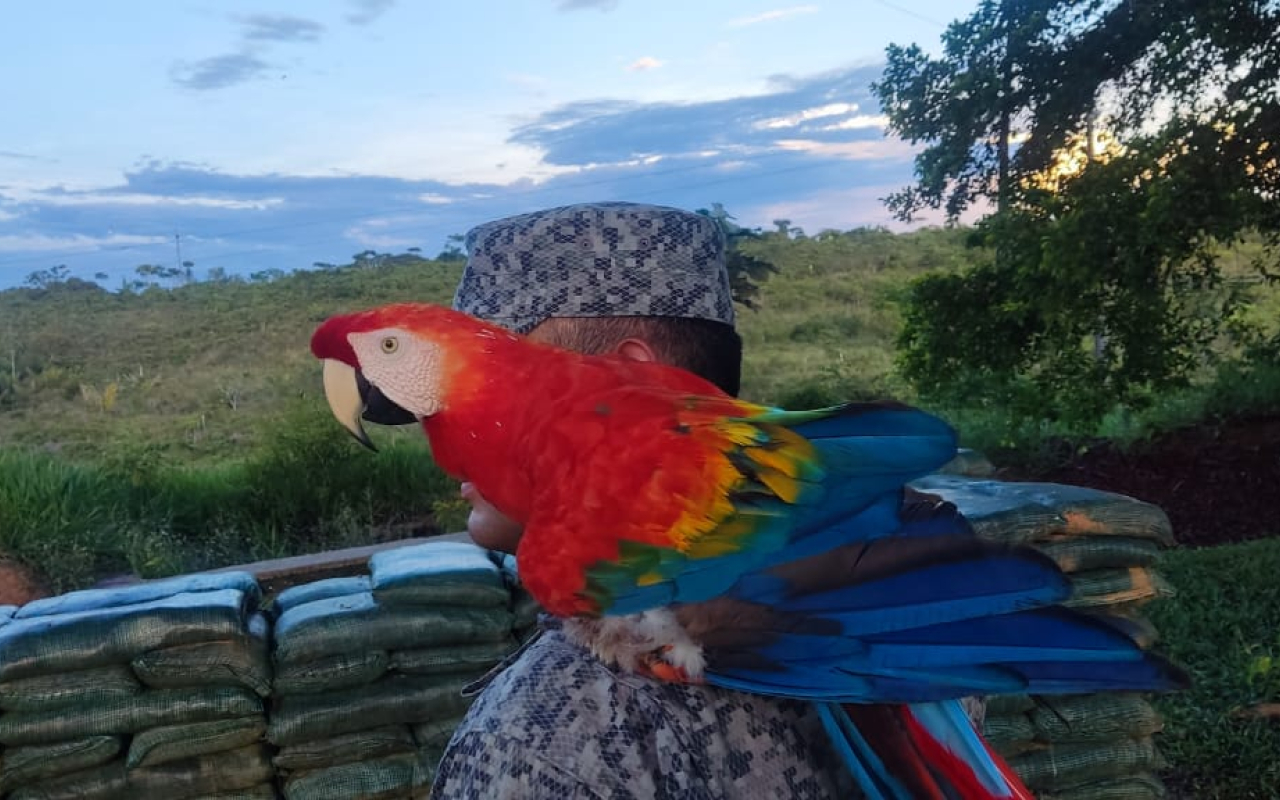 Preservar la fauna del país, una prioridad de su Fuerza Aérea Colombiana 