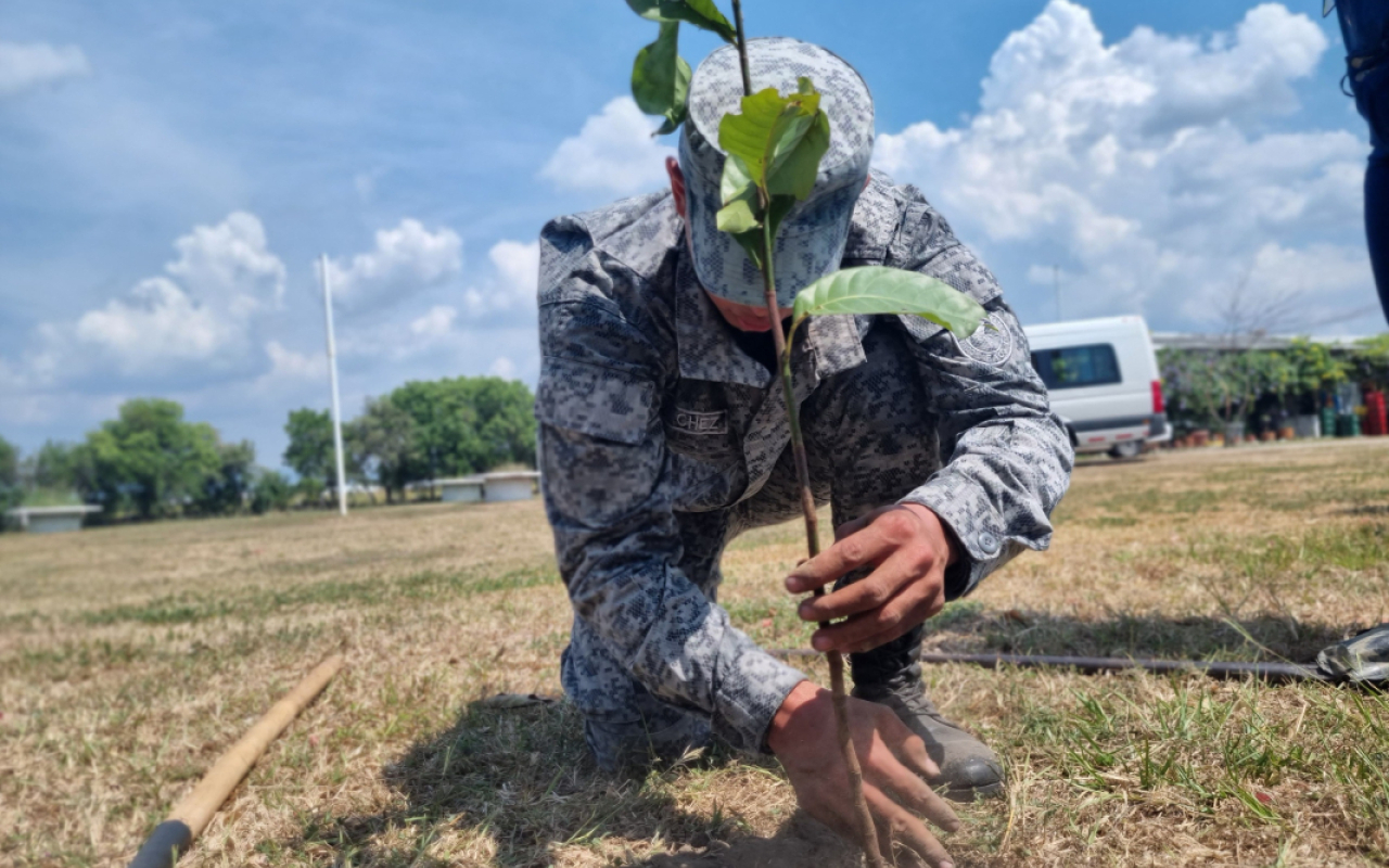 Reforestación en Contribución al Desarrollo Ambiental en Flandes, Tolima