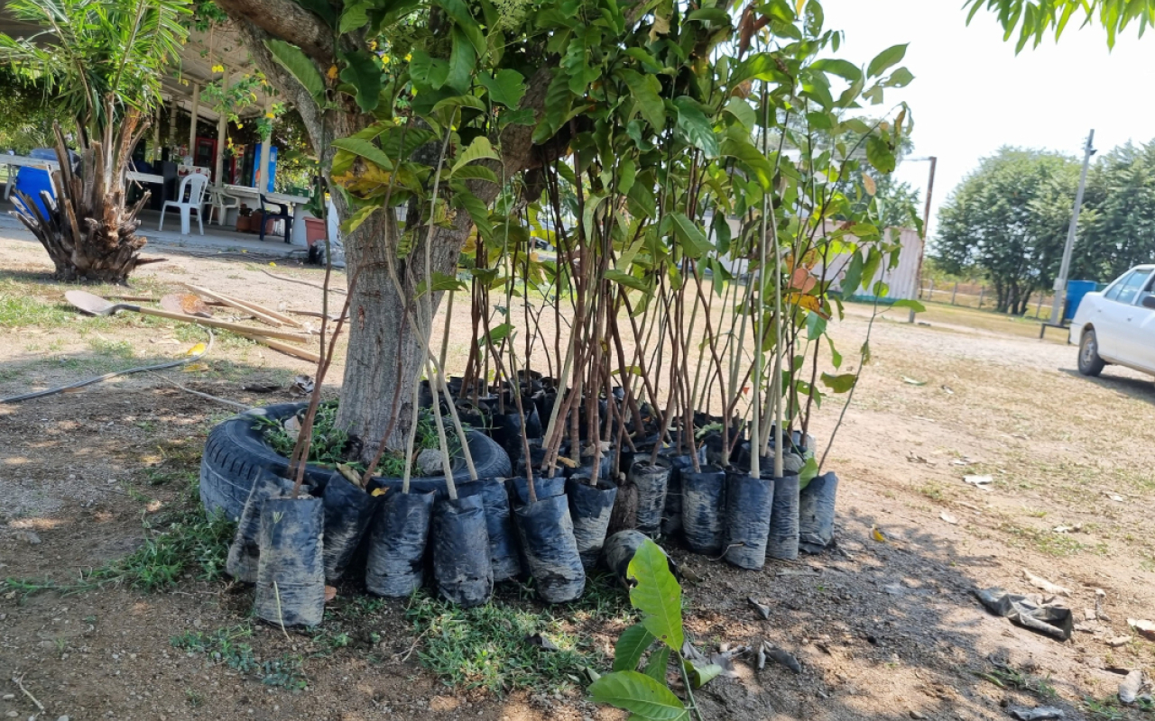 Reforestación en Contribución al Desarrollo Ambiental en Flandes, Tolima