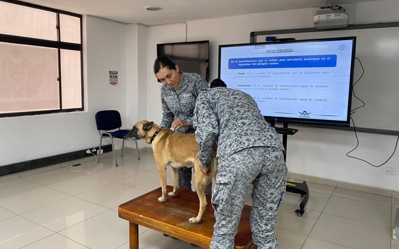 Enfermeros Caninos una capacidad médica y de bienestar de los caninos de servicio militar