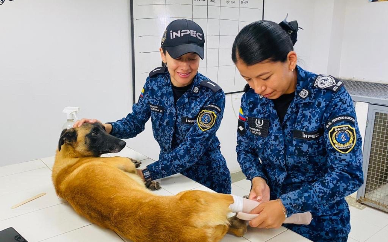 Enfermeros Caninos una capacidad médica y de bienestar de los caninos de servicio militar