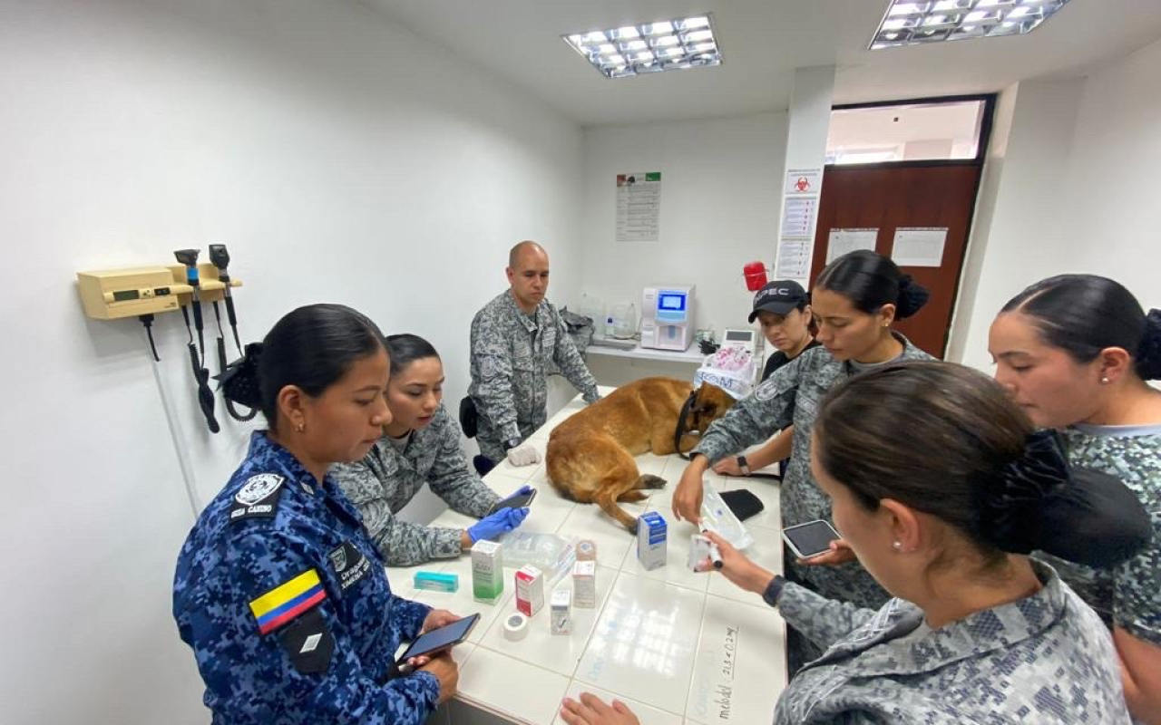 Enfermeros Caninos una capacidad médica y de bienestar de los caninos de servicio militar