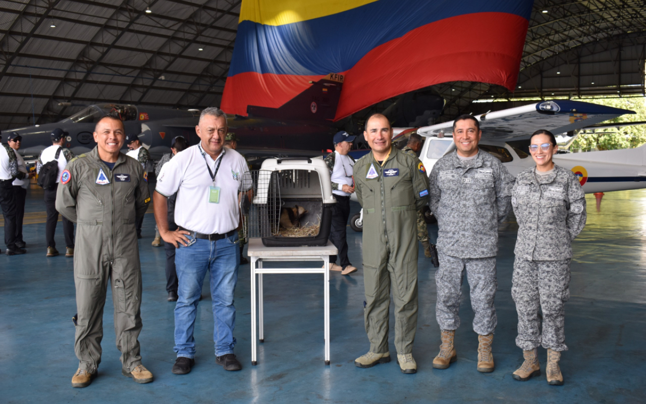 Oso mielero es liberado en reserva natural de la Fuerza Aérea Colombiana