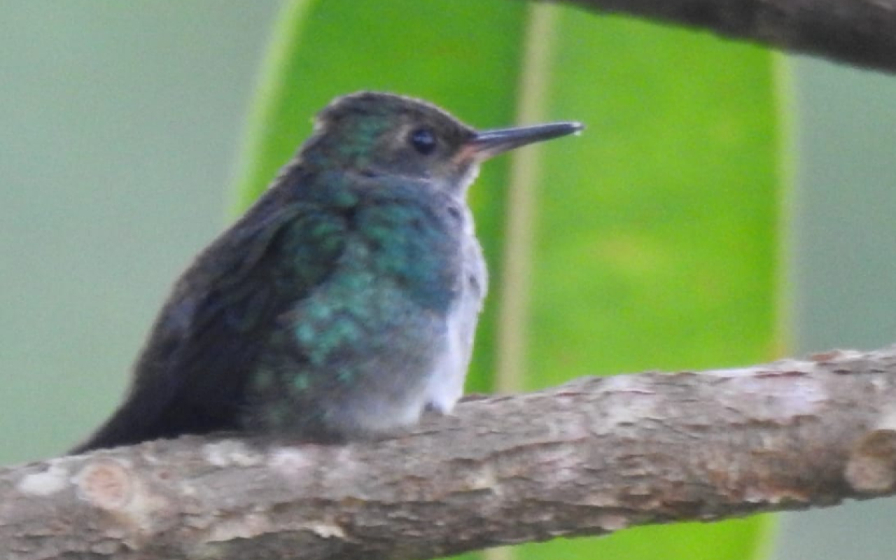 Con avistamiento de aves y un “Así se va a las estrellas”, se celebró el Día Mundial de la Vida Silvestre