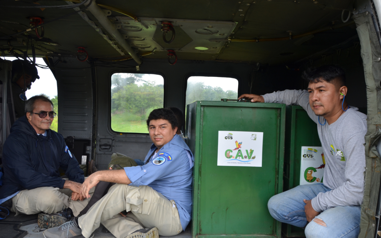 Pumas vuelven a la libertad Fuerza Aérea Colombiana protege la Biodiversidad