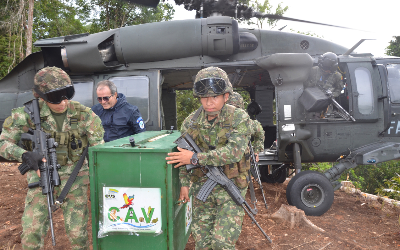 Pumas vuelven a la libertad Fuerza Aérea Colombiana protege la Biodiversidad